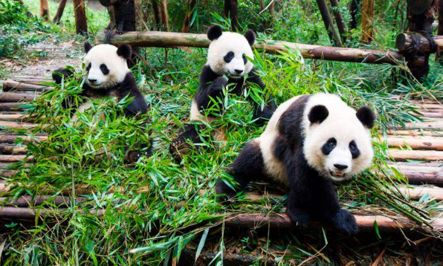 Centro de Osos Panda Gigantes en Chengdu: Tour en 360º