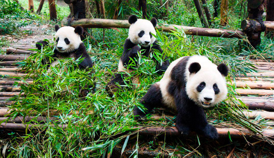 Centro de Osos Panda Gigantes en Chengdu: Tour en 360º