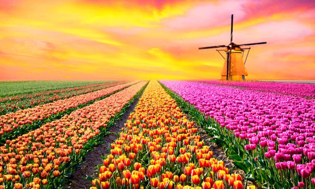 Campos de tulipanes, Países Bajos: Tour en 360º