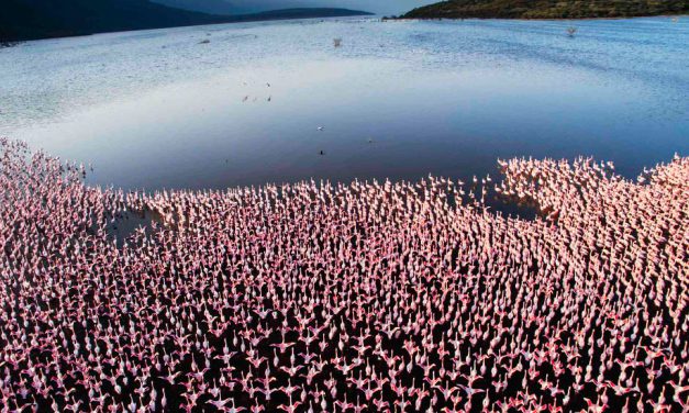 Lago Bogoria, Kenia: Tour en 360º